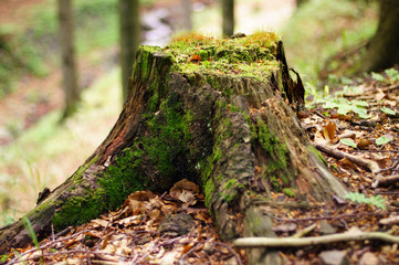 Old felled root in the forest, overgrown with mosses. Nice colors and background blur.