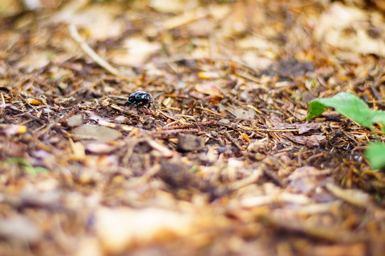 A photo with a very shallow depth of field, depicting a beetle in the forest with vegetation. Very large blur background.