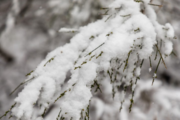 Branches of snow-covered trees in spring in Asturias, Spain