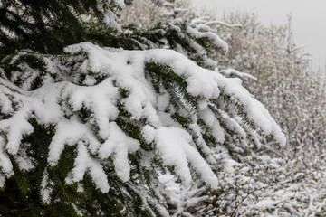 Fototapeta na wymiar Branches of snow-covered trees in spring in Asturias, Spain