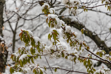 Cherry tree branches with snow covered flowers in spring in Asturias, Spain