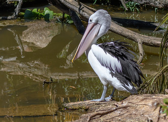 Australian Pelican