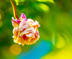 Fototapeta na wymiar ピンクの少ししおれたバラと光線　老化イメージ