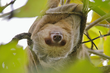 Hoffmann's Two-toed Sloth (Choloepus hoffmanni) upside down in a tree in the Manuel Antonio National Park, Puntarenas Province, Costa Rica.