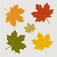 Colorful set of maples leaves. Autumn leaf. red yellow orange green. Vector illustration