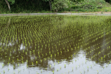 田植えを終えた水田