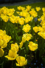 Obraz premium Close up of Spring flowers