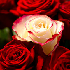 Macro photo of a white rose among several red red roses. The concept is not like everyone else. Square.