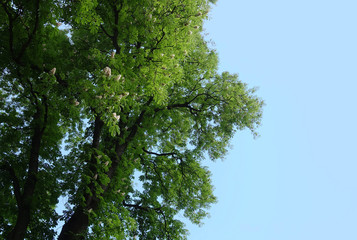 A tall old chestnut tree at the time of flowering