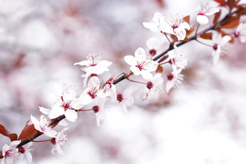 Cherry blossom