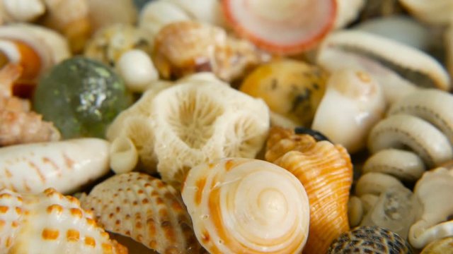 Close up lots of different mixed colorful seashells as background. Various corals, marine mollusk and scallop shells. Sea vacation travel and beach holiday tourism concept.