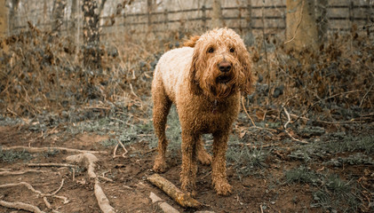 Golden Doodle dog playing in woods