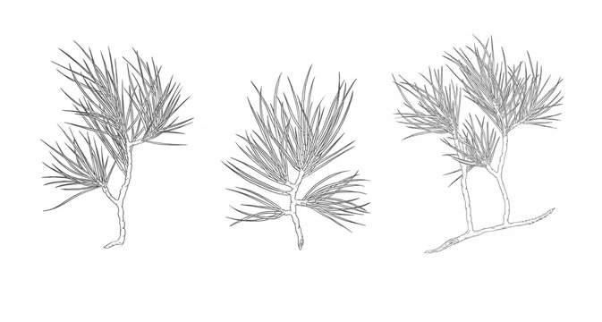 Set of Christmas pine tree branch. Contour illustration