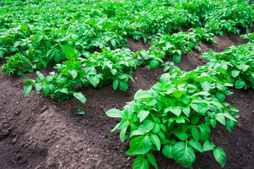 Potato plants field