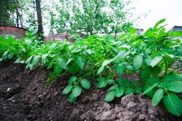 Potato plants field