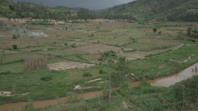 African Fields of maize