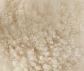 sheep wool, fragment, color and texture