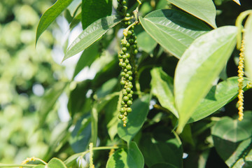 Fresh Piper nigrum on its tree. It's ready for food ingredient and make herb.