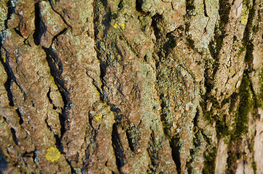 Closeup dry tree bark texture background