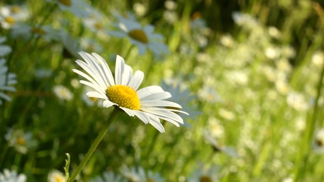 Video HD mit G&auml;nseblmchen auf der Wiese im sonnigen Tag