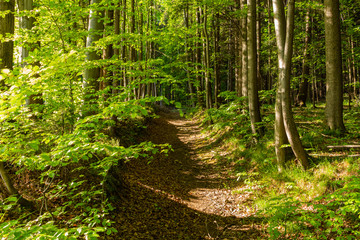 Obraz premium Bright green forest natural walkway in sunny day light. Sunshine forest trees. Sun through vivid green forest.