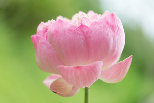 Beautiful pink lotus flowers  on green background