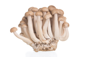 Brown beech mushrooms or Shimeji mushroom on white background