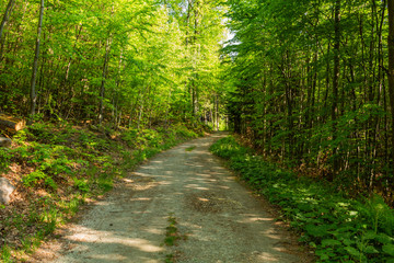 Fototapeta na wymiar Narrow path lit by soft spring sunlight. Forest spring nature. Spring forest natural landscape with forest trees