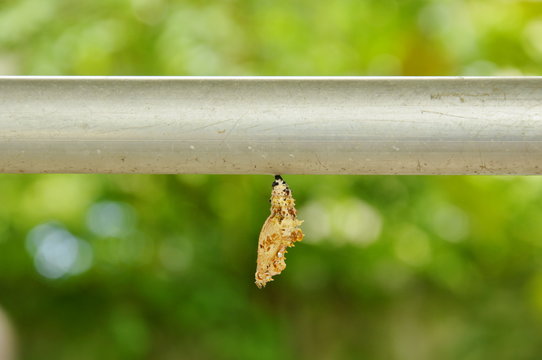 chrysalis hanging on aluminum clothes line