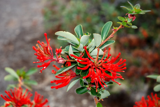 Fosforito Images Browse 59 Stock Photos, Vectors, and Video Adobe Stock