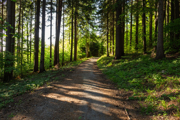 Fototapeta premium Narrow path lit by soft spring sunlight. Forest spring nature. Spring forest natural landscape with forest trees