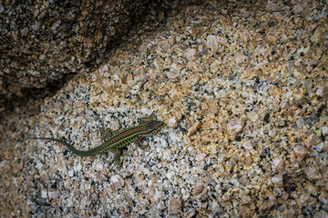 Gecko brown