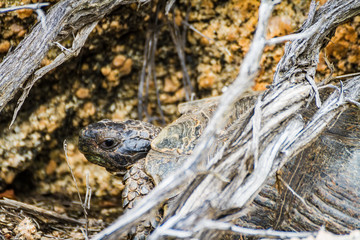 tortoise