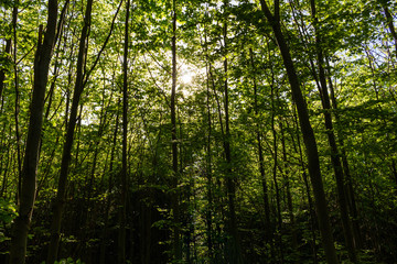 Fototapeta na wymiar summer nature. sunlight in trees of green forest