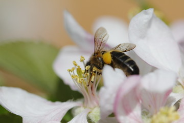 Macro flower and bee