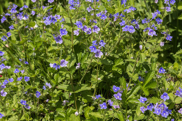 Natural background with germander speedwell (Veronica chamaedrys)