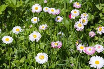 Natural background with blossoming daisies (bellis perennis)