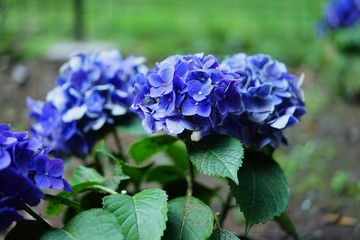 公園の紫陽花