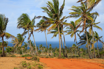 Coconut palm and beaches of Mozambique