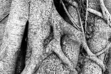 close up root tree ,black and white photo