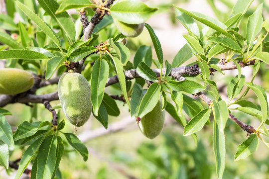 unripe peach fruits on tree in Goreme Park