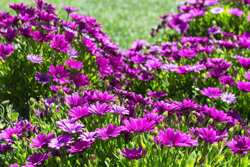 many Bellis flowers on meadow in spring