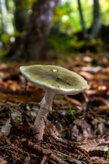 Mushroom in a chestnut forest.