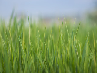 grass with blurred bokeh