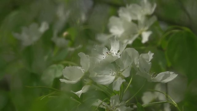 Pear tree branch with white blossom, waving in wind behind rainy window. Spring garden view through wet glass in slow motion. Amazing abstract natural background. High speed camera shooting.