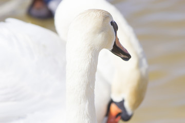 Obraz premium Swans on the lake