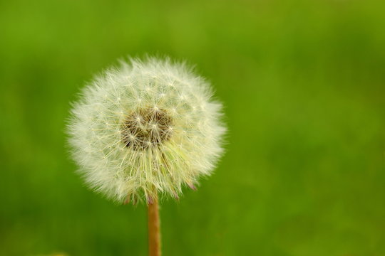 Lone fluffy dandelion on a green background. Macro. Closeup. Copy space.