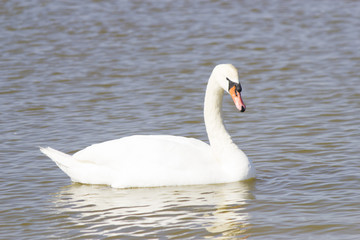 Swans on the lake