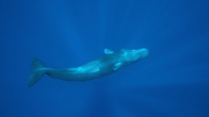 Swimming with Sperm Whales in Dominica, and Island Nation in Caribbean