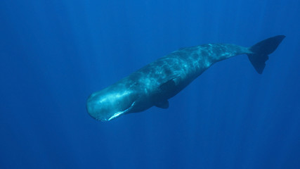 Swimming with Sperm Whales in Dominica, an island nation in Caribbean. Eye contact with a curious whale is priceless experience. © Janos